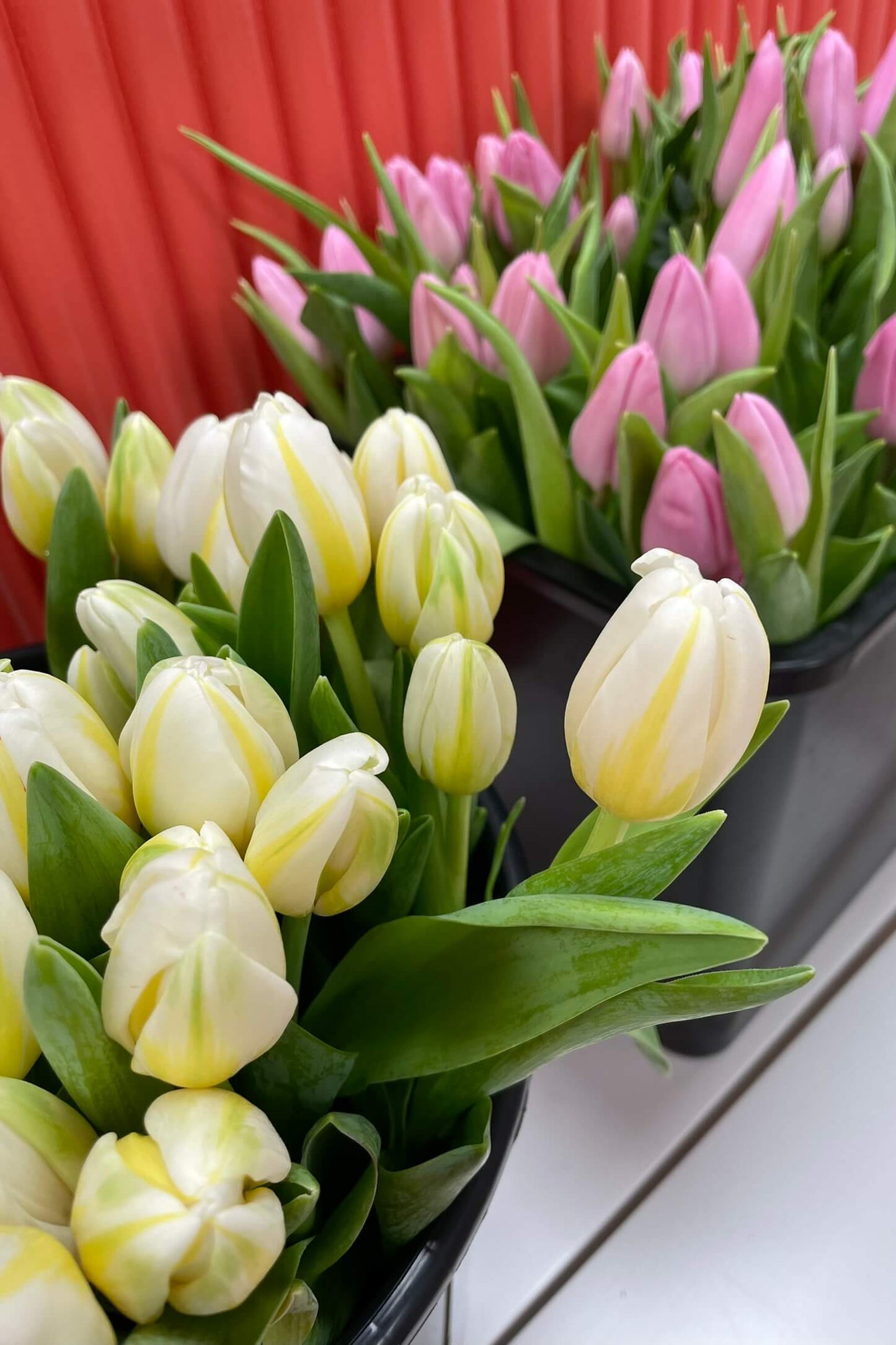 Cream and pink seasonal tulips displayed in buckets