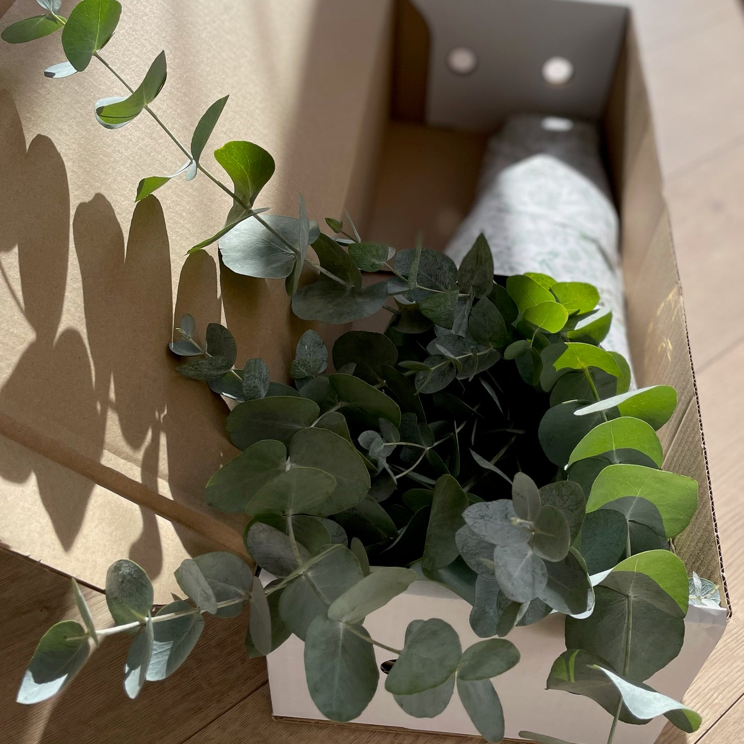 Fresh bunch euclyptus in postal box