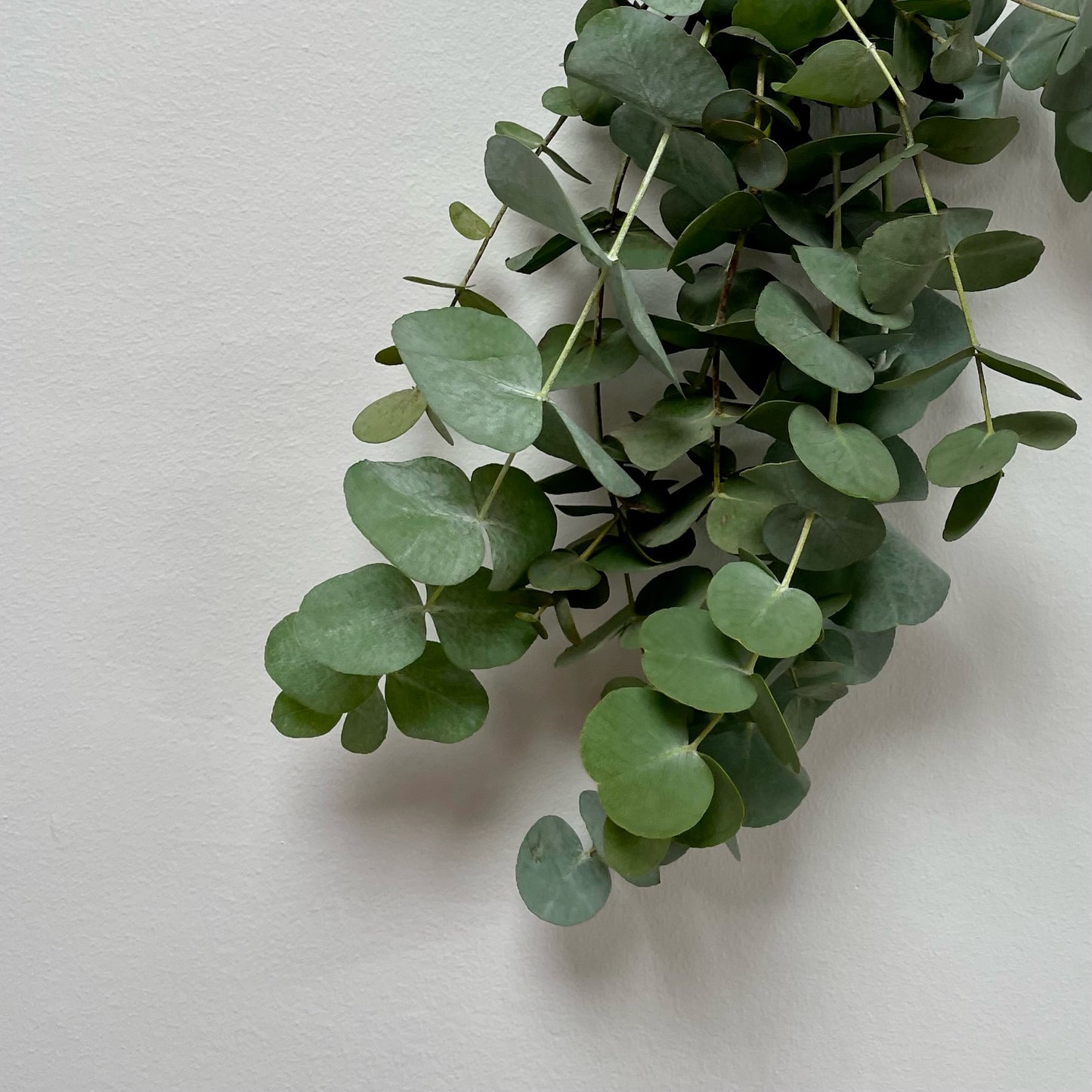 Fresh eucalyptus bunch from Blush Blooms