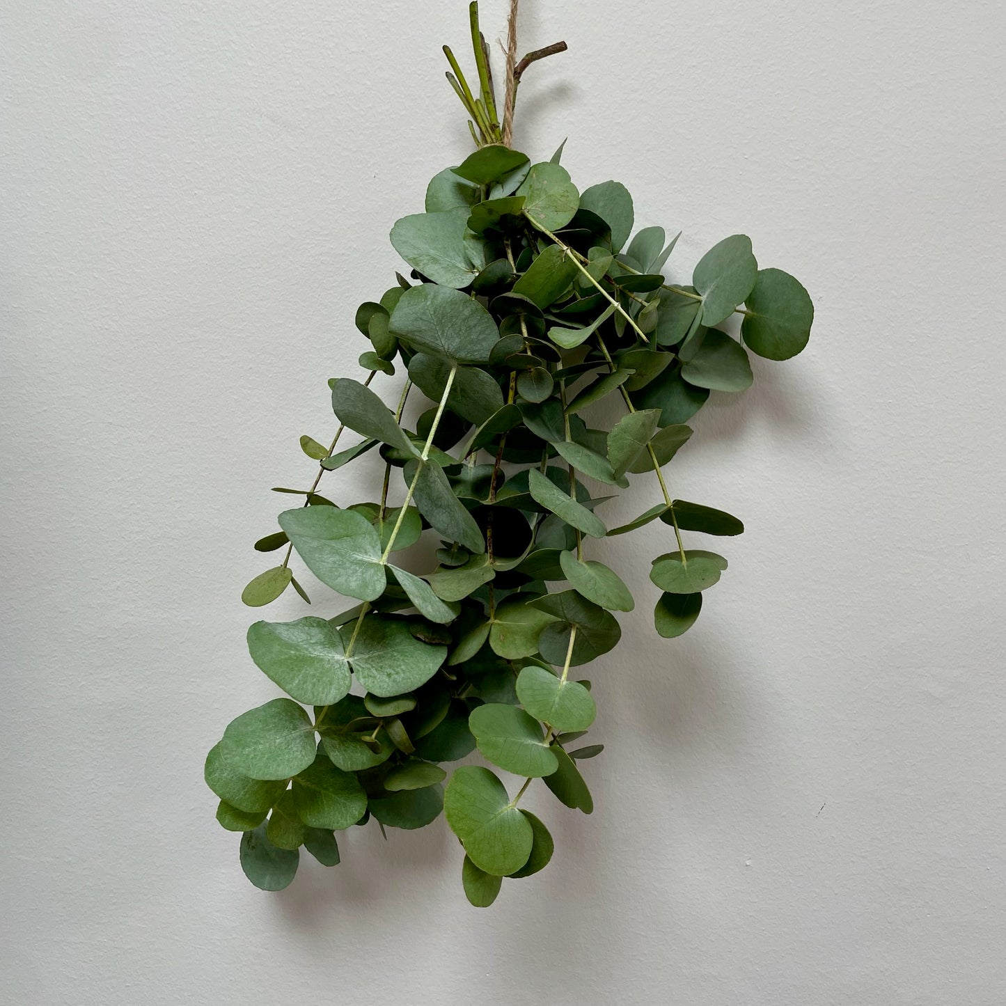 Hanging eucalyptus shower steamer bunch