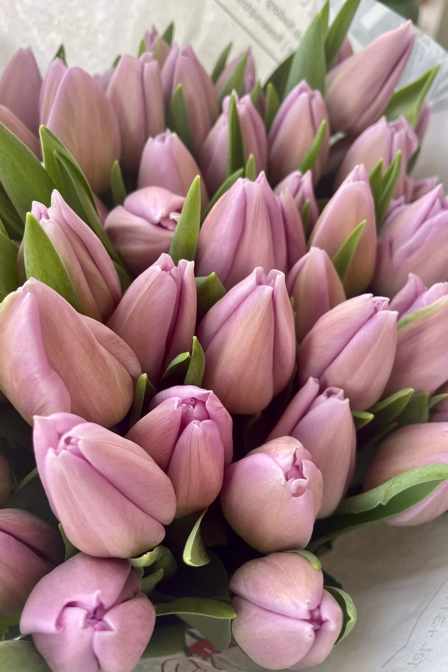 A bunch of soft lavender tulips with green foliage, wrapped and ready to gift.
